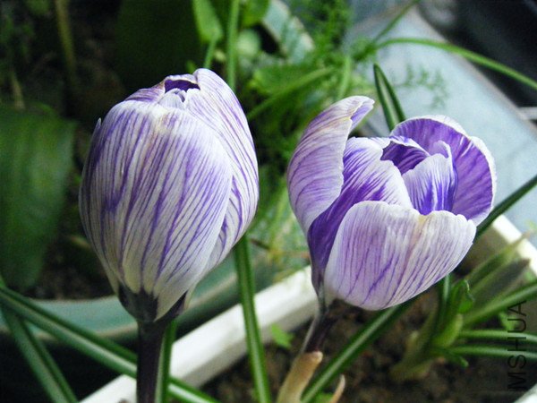 dscf6739_����.jpg