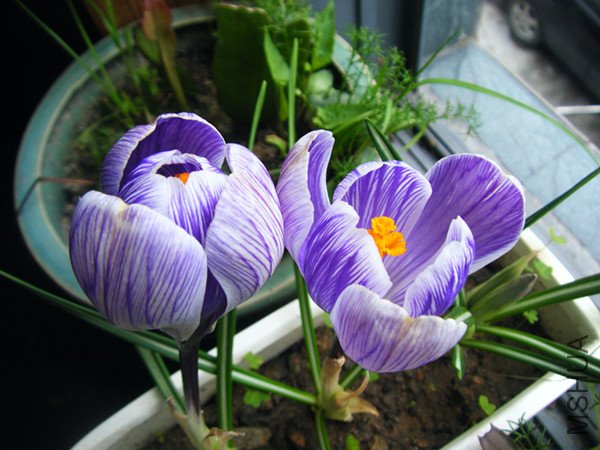 dscf6743_����.jpg