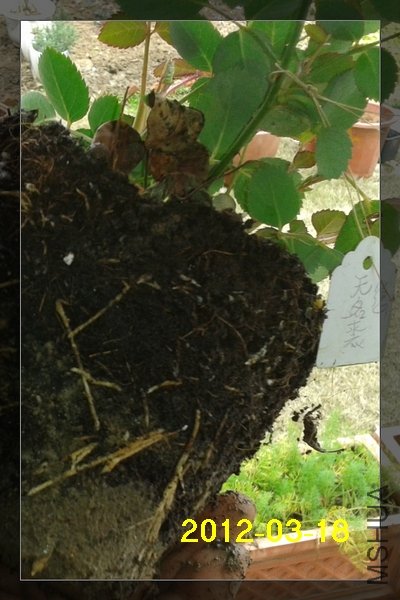 2012-03-18 12.45.03.jpg