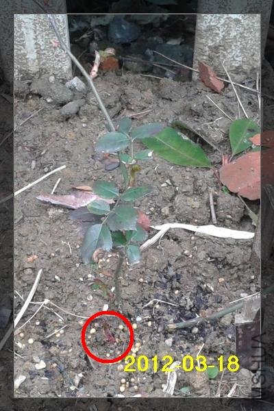 2012-03-18 12.25.34.jpg