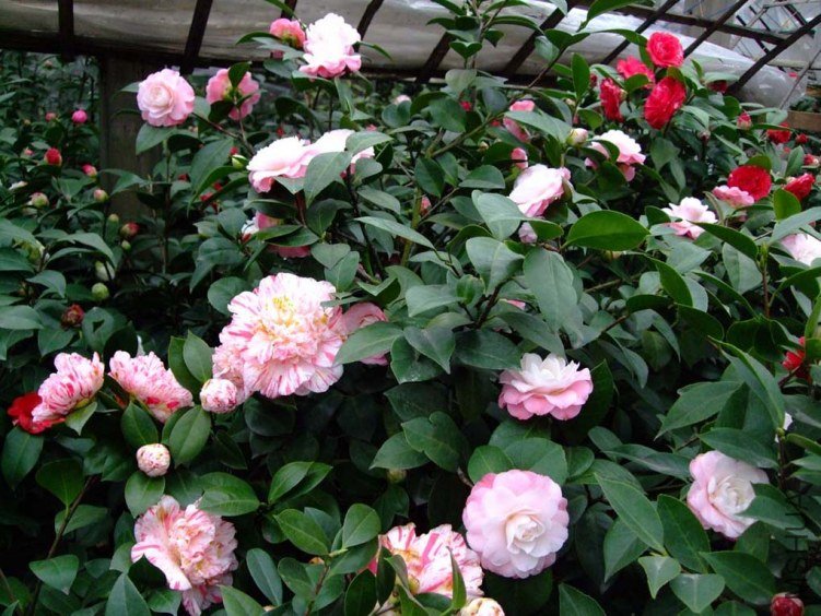 �軨԰ 2012-3-19f 033.jpg