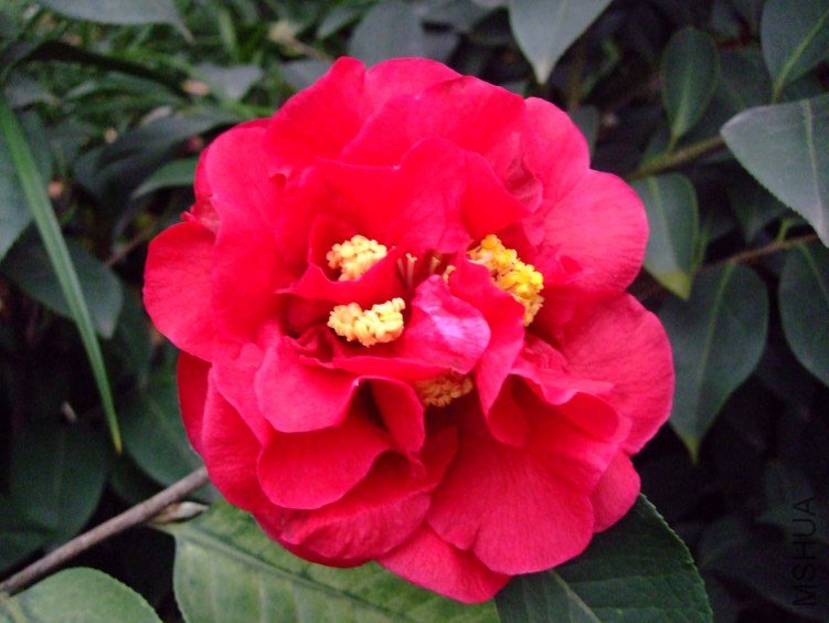 ����� 2012-3-19f 017.jpg
