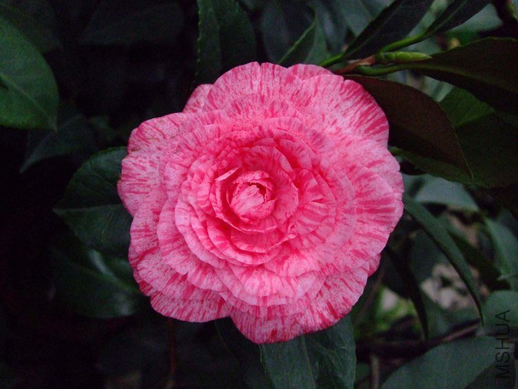 �ɱ��� 2012-3-19f 034.jpg