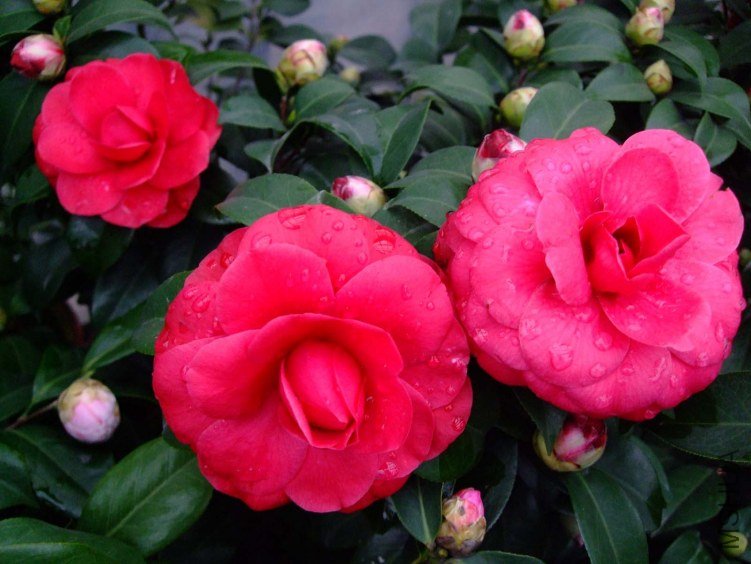 ������ 2012-3-19f 028.jpg