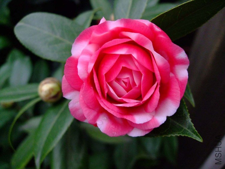 ������ 2012-3-19f 022.jpg