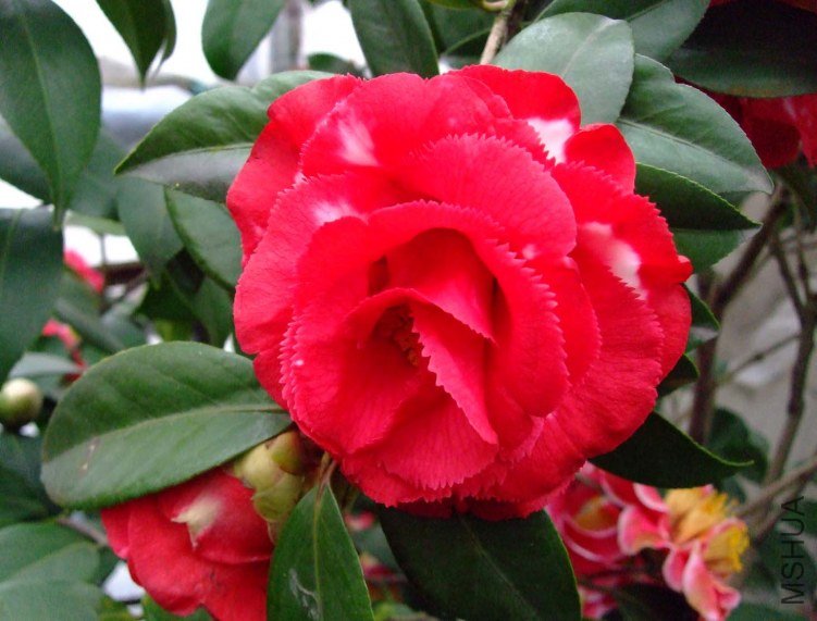������ 2012-3-19f 039.jpg