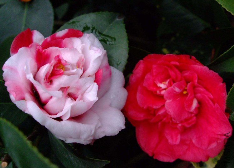 ����ۡ 2012-3-19f 025.jpg