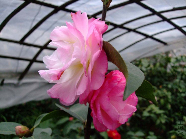 �����Ϲ� 2012-3-19f 020.jpg