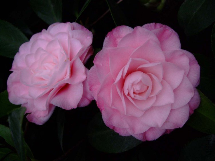 ��������� 2012-3-19f 004.jpg