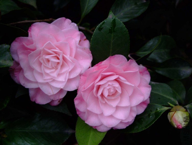 ��������� 2012-3-19f 006.jpg