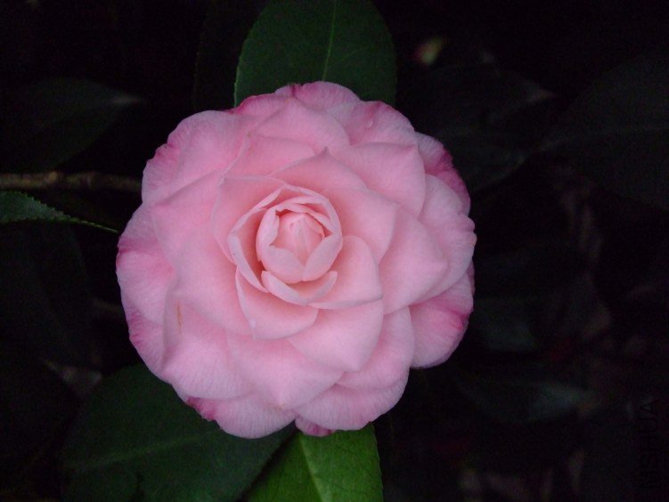 ��������� 2012-3-19f 042.jpg