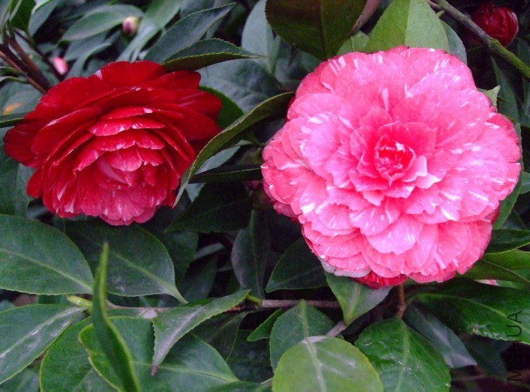 ԧ���� 2012-3-19f 032.jpg