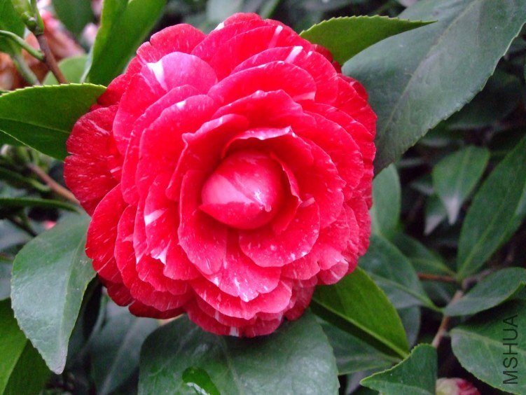 ԧ���� 2012-3-19f 030.jpg