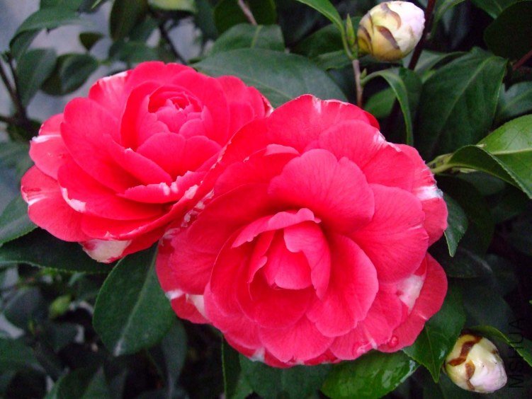 ��˹ͨ 2012-3-19f 026.jpg