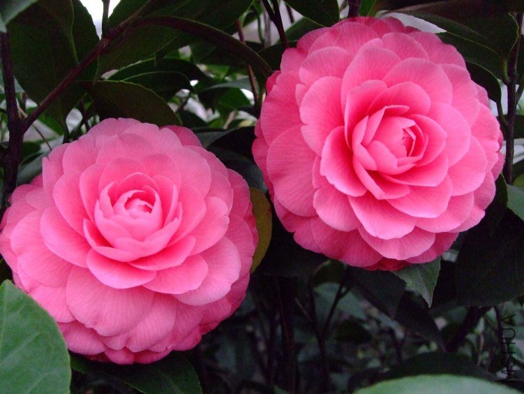 ����ɯ��֯Ů 2012-3-19f 009.jpg