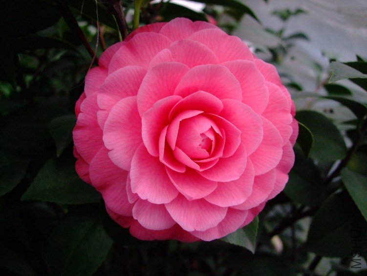 ����ɯ��֯Ů 2012-3-19f 008.jpg