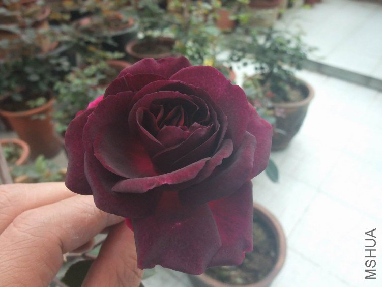DSCF4073.JPG