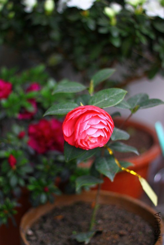 03-IMG_3630.JPG