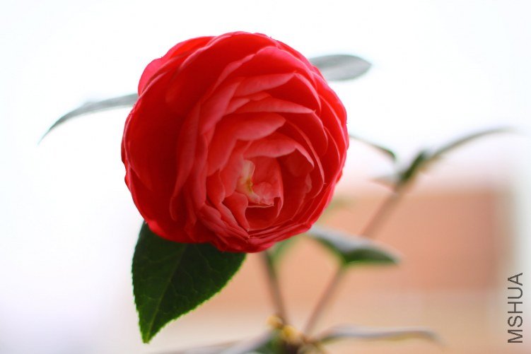 12-IMG_3643.JPG
