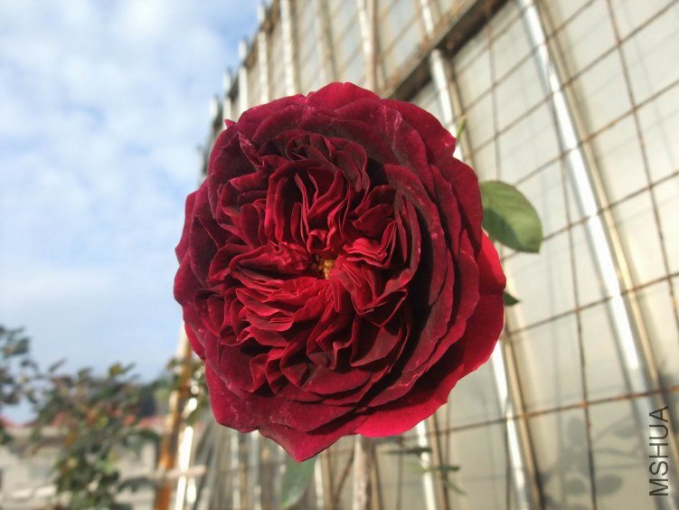 DSCF4080.JPG