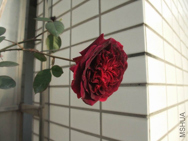 DSCF4081.JPG