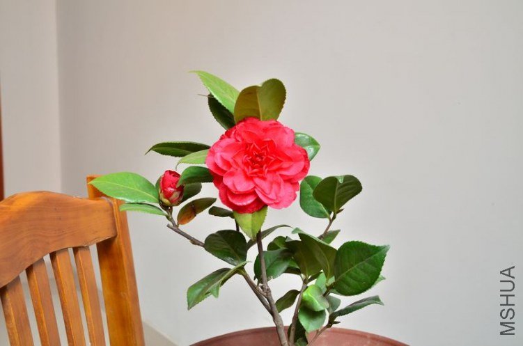 DSC_3576.jpg