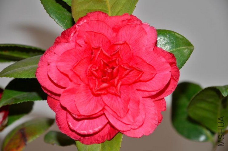 DSC_3565.jpg