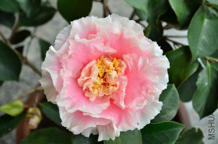 DSC_3578.jpg