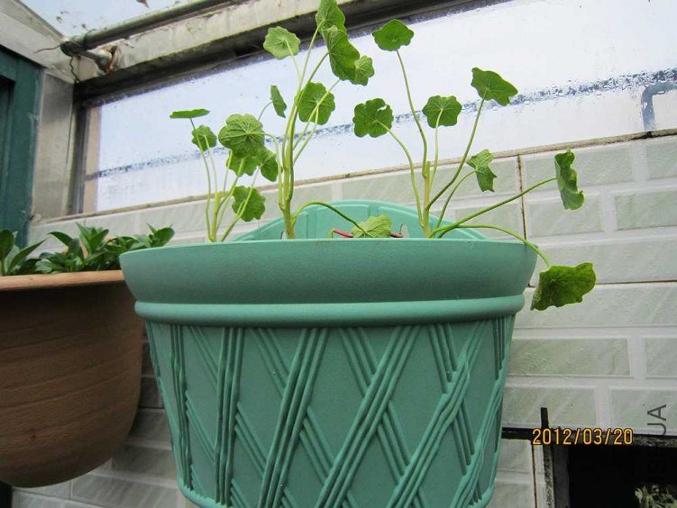 3�³��޼�ʱѡ������֦������ɰ�����һ�壬ʮ����ȫ��������������Ƕ�ֲ��