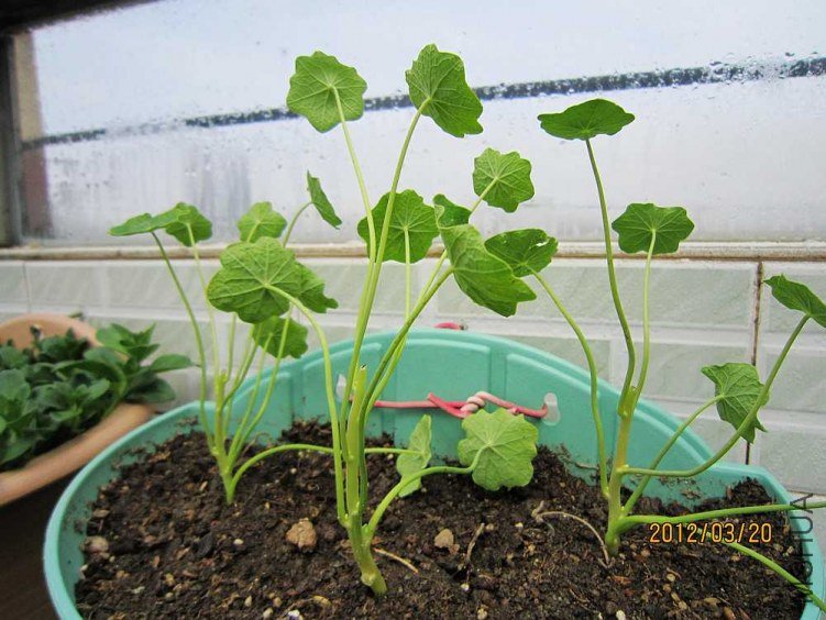 3�³��޼�ʱѡ������֦������ɰ�����һ�壬ʮ����ȫ��������������Ƕ�ֲ��