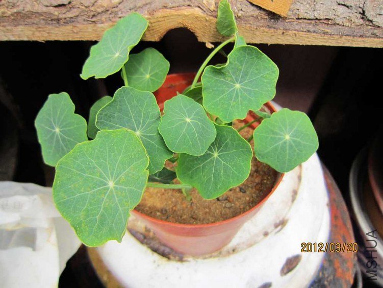 ���췢���пÿ��ƻ����ذ꺵�����ϼ����ĸ�֦��������