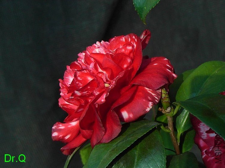 0320-9.JPG
