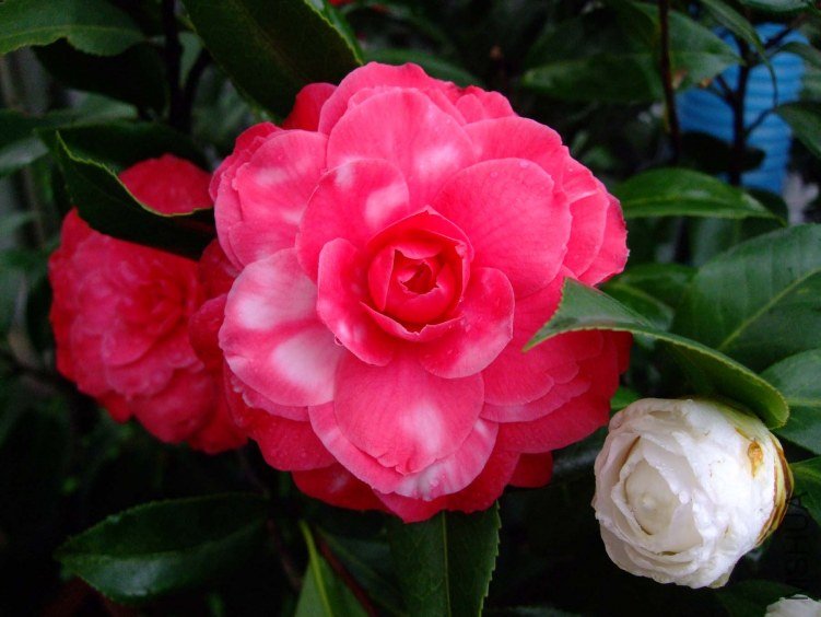 ��˹ 2012-3-20f 025.jpg