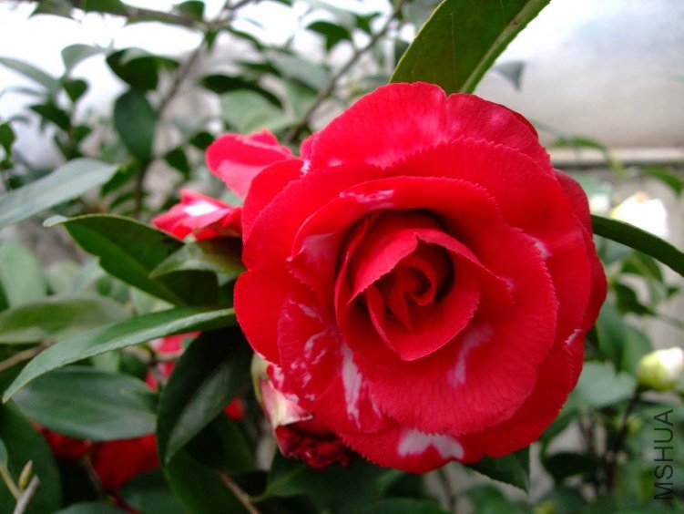 ������ 2012-3-20f 102.jpg