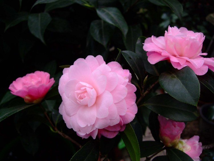 ��Ħ�� 2012-3-20f 086.jpg