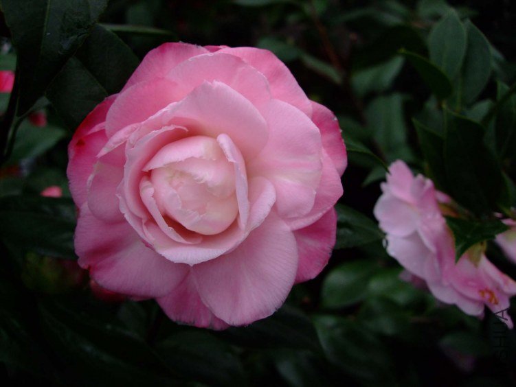 ţ�������� 2012-3-20f 022.jpg
