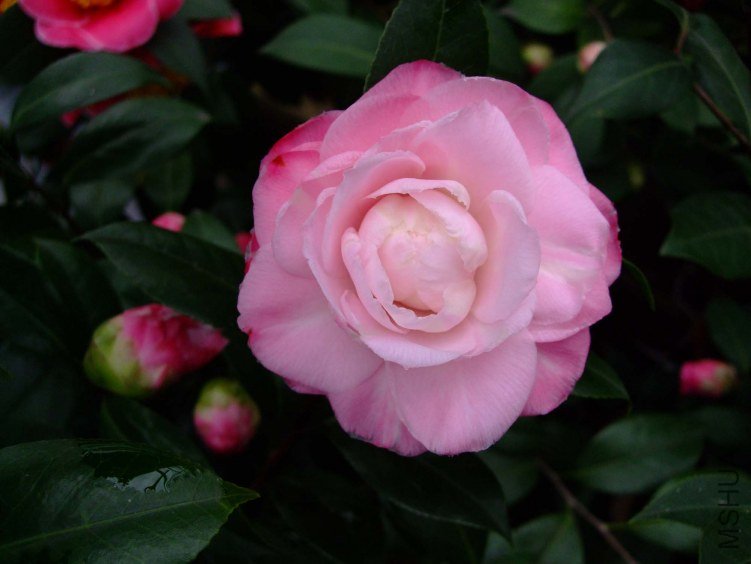 ţ�������� 2012-3-20f 104.jpg