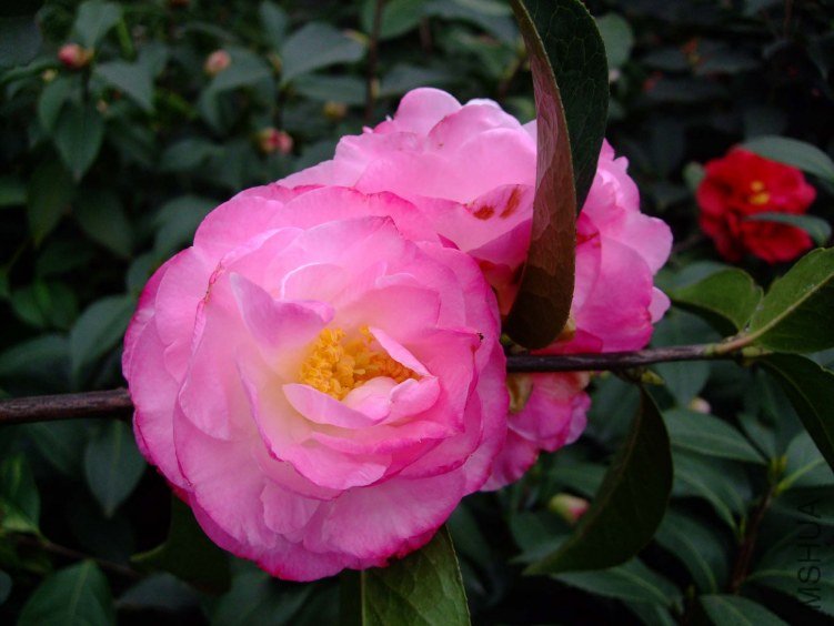 �����Ϲ� 2012-3-20f 099.jpg