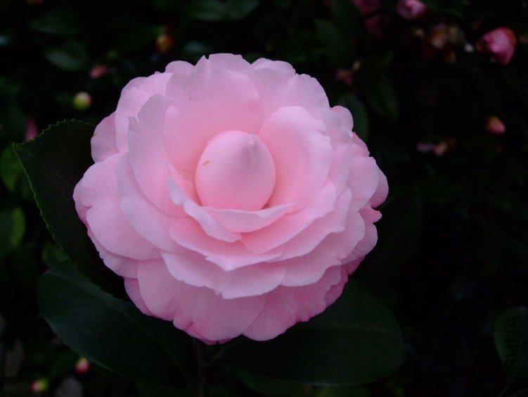 �Ҹ����� 2012-3-20f 015.jpg