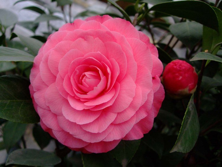 ����ɯ��֯Ů 2012-3-20f 010.jpg