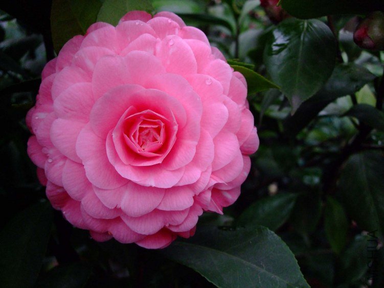 ��ɯ���� 2012-3-20f 011.jpg
