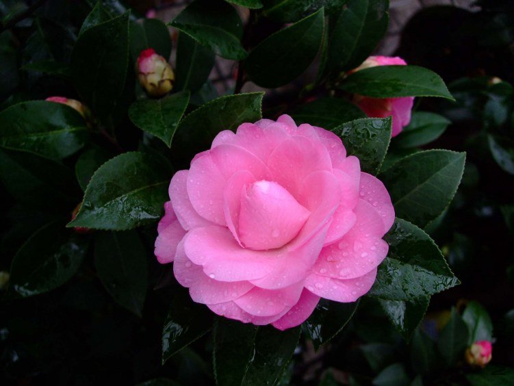 ������˹ 2012-3-20f 088.jpg