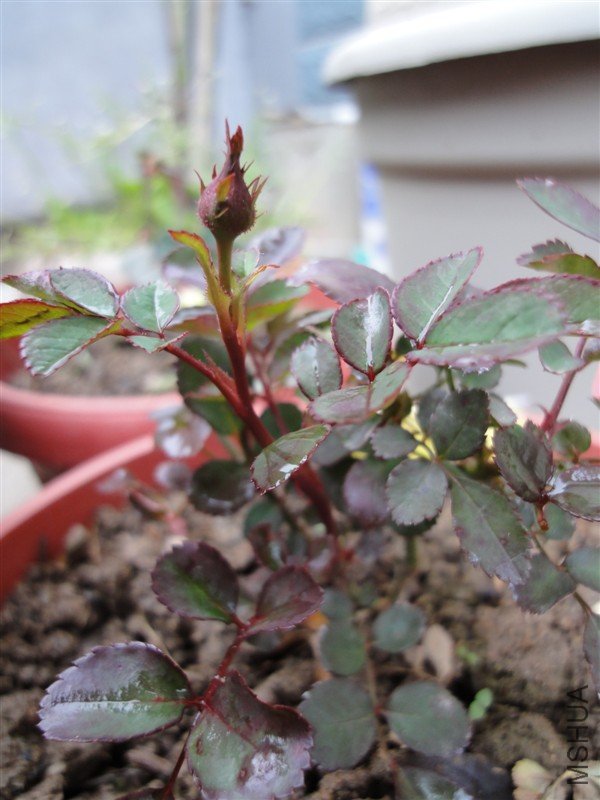 2012.3.20 ��ױ¥.jpg