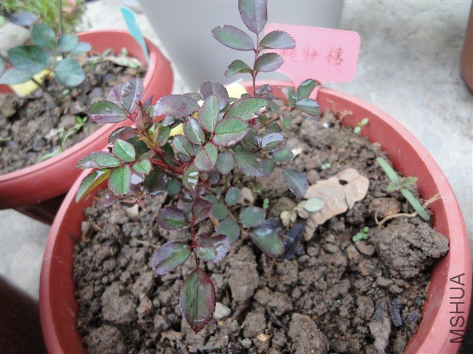 2012.3.20 ��ױ¥2.jpg