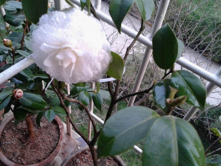 2012-03-20 18.36.49.jpg