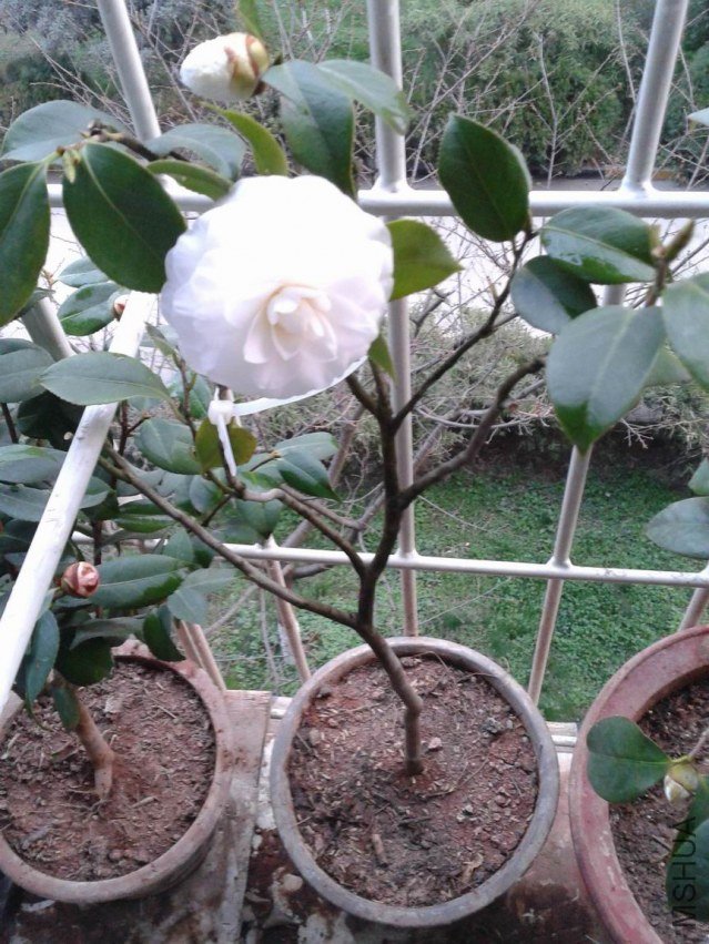2012-03-20 18.50.42.jpg