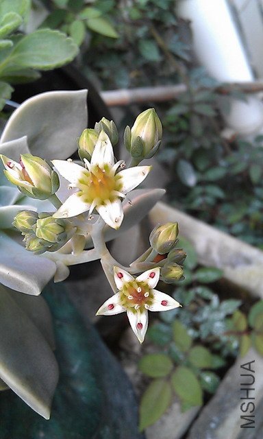 IMAG0641.JPG