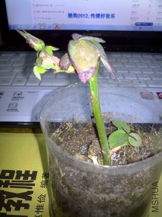 201203201294.jpg