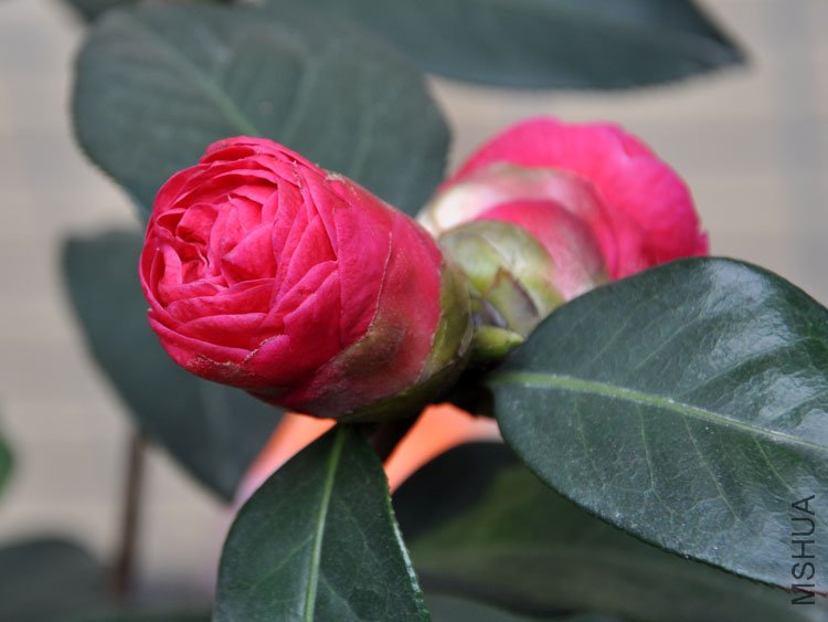 DSC_3374.JPG