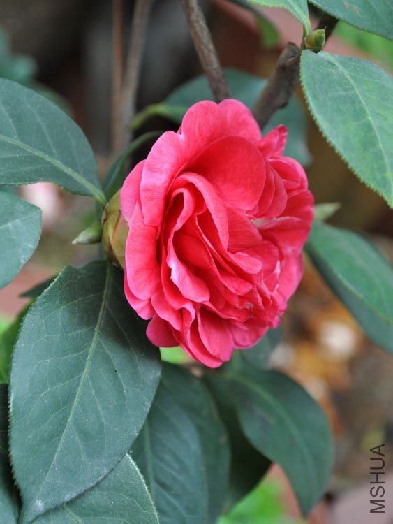 DSC_3375.JPG